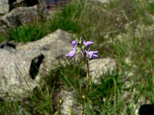 {Nuttallanthus canadensis}